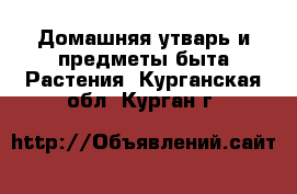 Домашняя утварь и предметы быта Растения. Курганская обл.,Курган г.